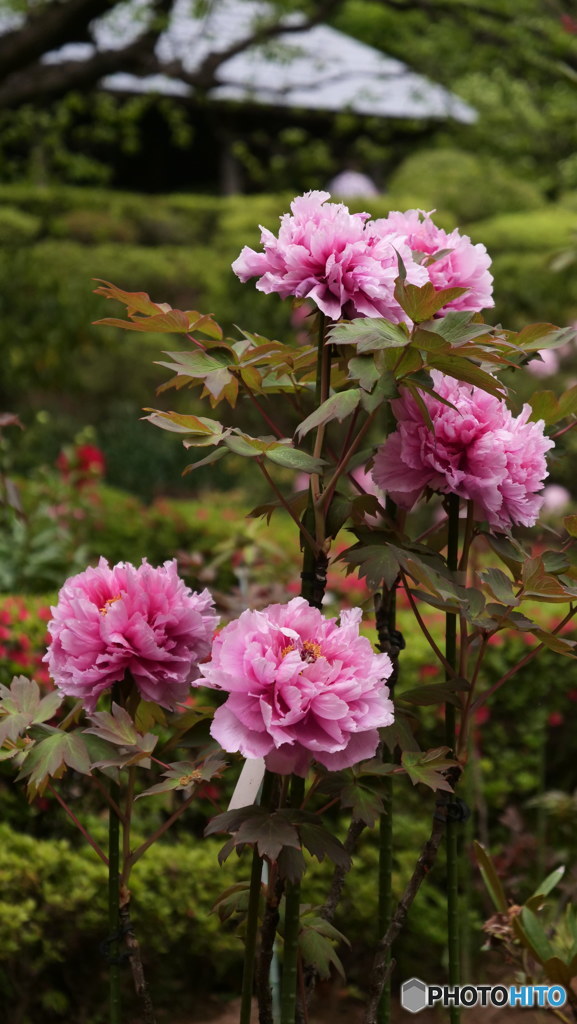 ぼたんと四阿　P1077764