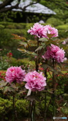 ぼたんと四阿　P1077764