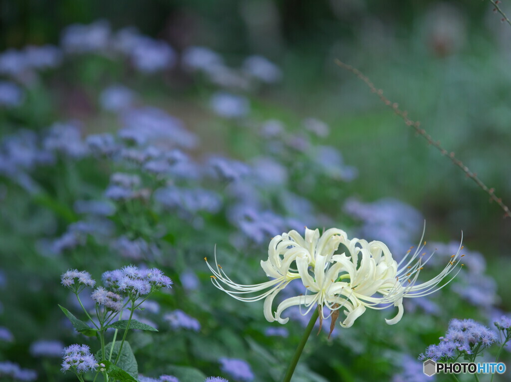 シロバナマンジュシャゲ一輪