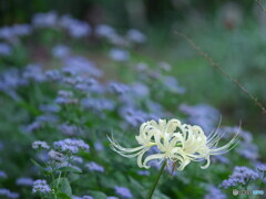 シロバナマンジュシャゲ一輪