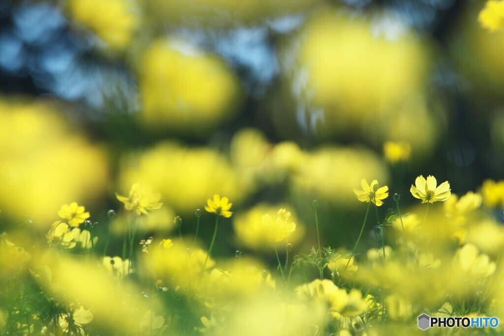 レモンブライト＃２