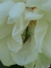 豪華なレストラン　P1195746