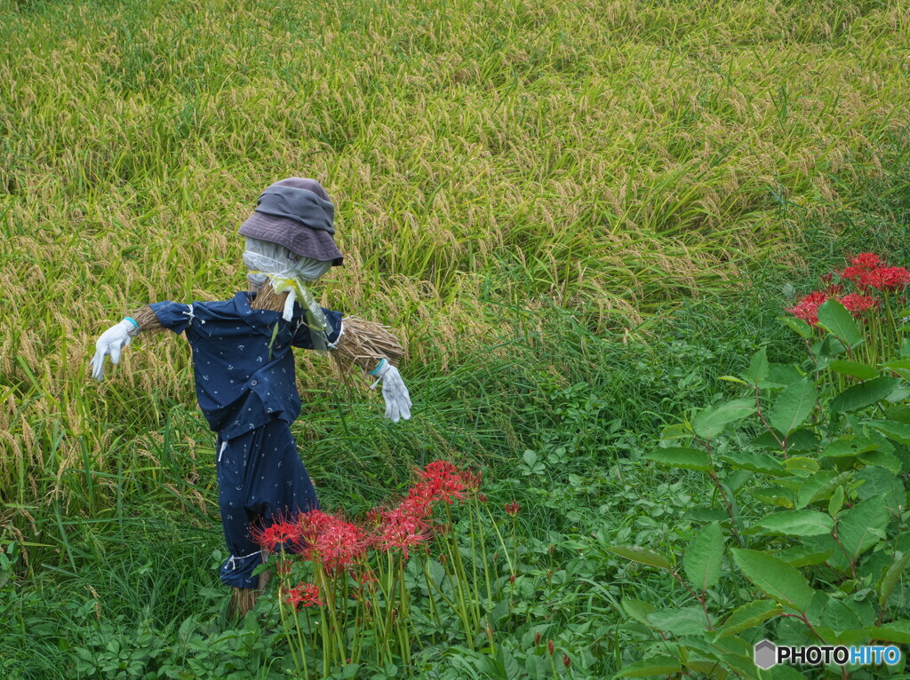 彼岸花、稲穂そしてかかし