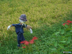 彼岸花、稲穂そしてかかし