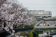 電車からも楽しめます