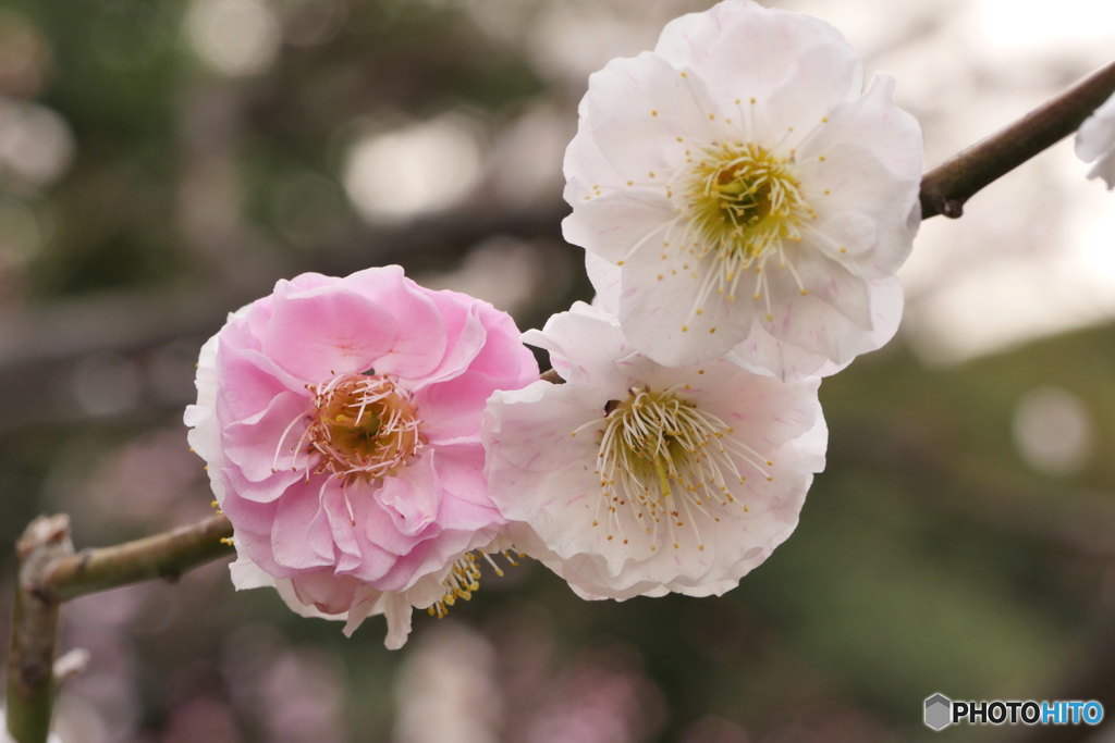 思いのまま　P1090612