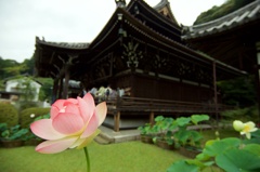 三室戸寺の蓮の花