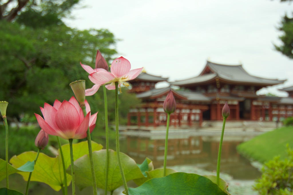 平等院に咲く蓮の花