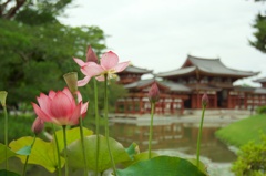 平等院に咲く蓮の花