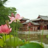 平等院に咲く蓮の花