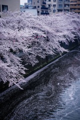 桜川