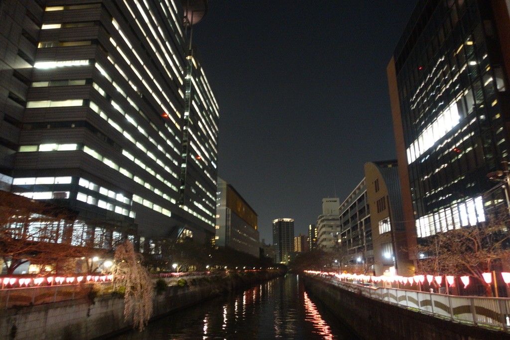 夜の目黒川