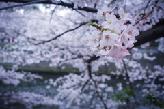 目黒川桜