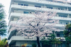 風和日麗