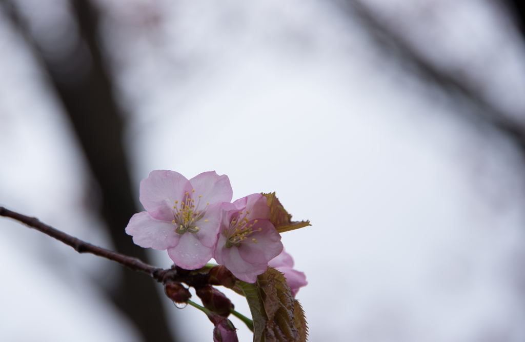 雨桜