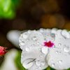雨の日々②