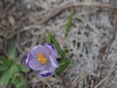 IMGP0704