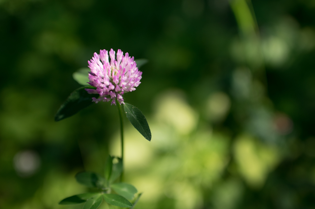 IMGP0229