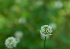 IMGP0226