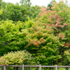 公園散策