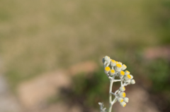 IMGP0264