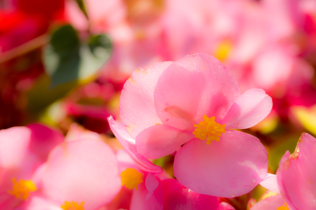 pink Begonia