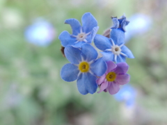 IMGP1079