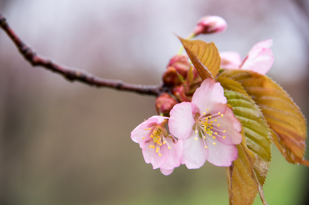 雨桜