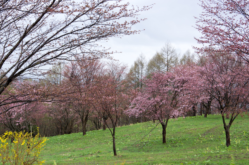 雨桜