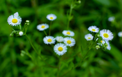 IMGP0223