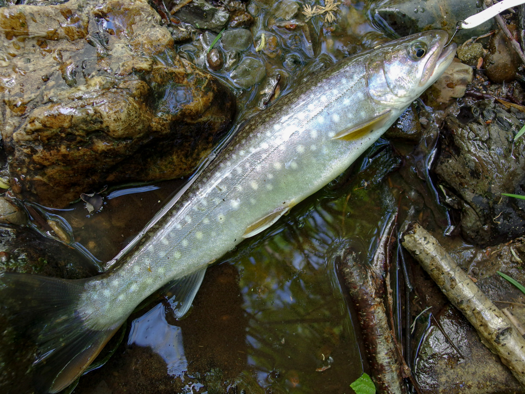 魚のココロ2