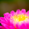 花畑2