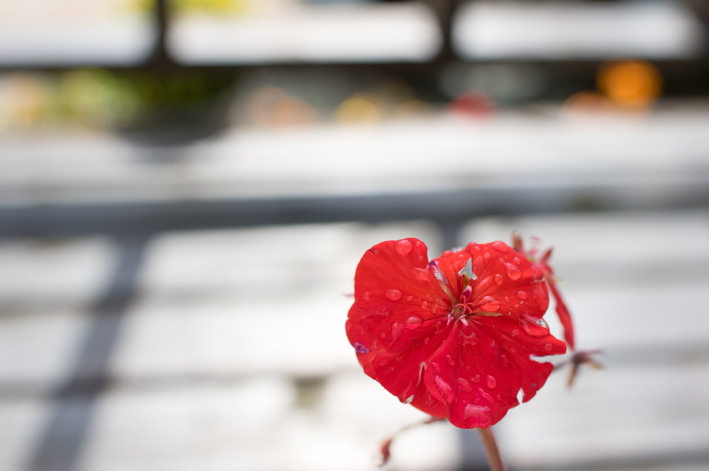 赤くみずみずしく・・