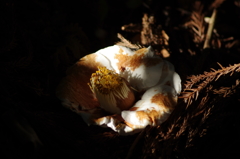 朽ちてなほ花は花ならん