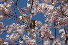 抜ける青空と満開の寒桜とメジロちゃん