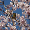 抜ける青空と満開の寒桜とメジロちゃん