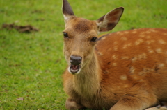 飛火野の鹿