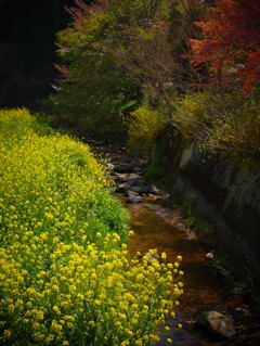 黄色い花とせせらぎの声