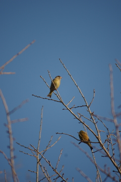 なんていう鳥ですか？