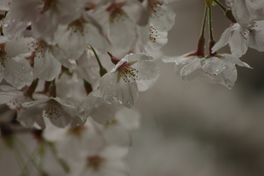 春の雨　３