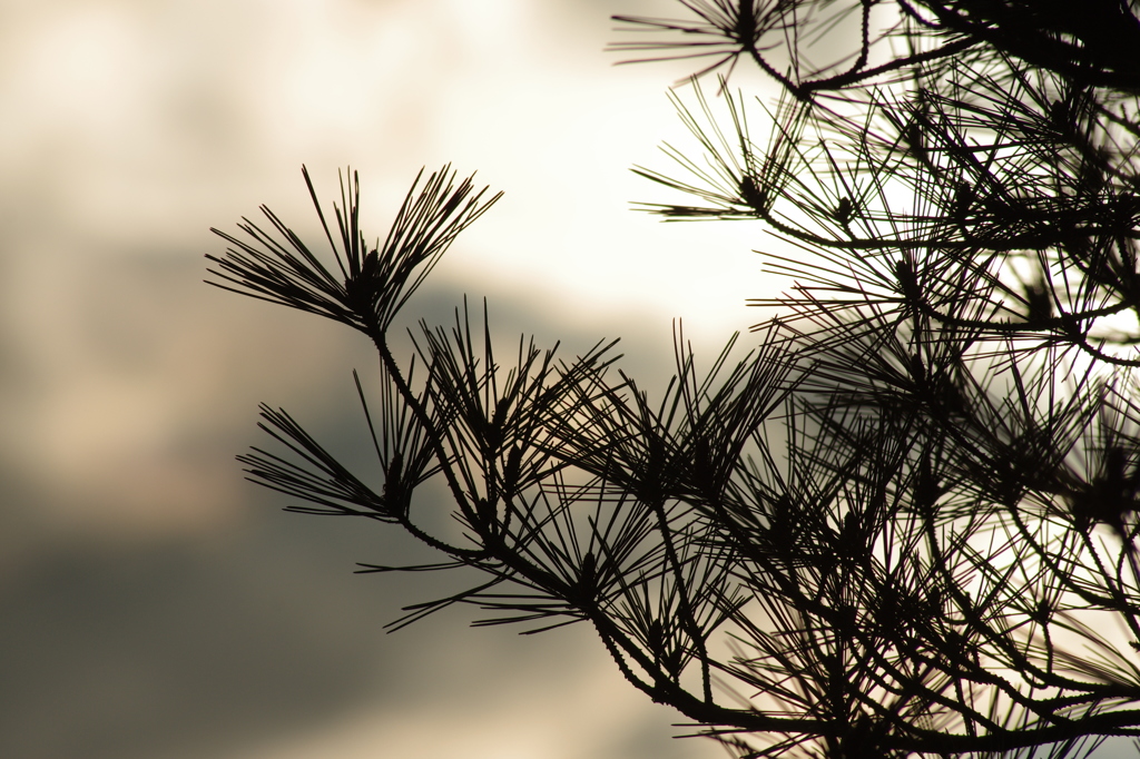 松と夕景　直線美