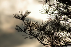 松と夕景　直線美