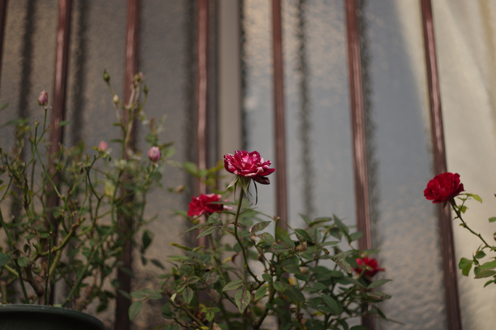 和製ズミクロンで薔薇