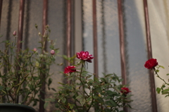 和製ズミクロンで薔薇