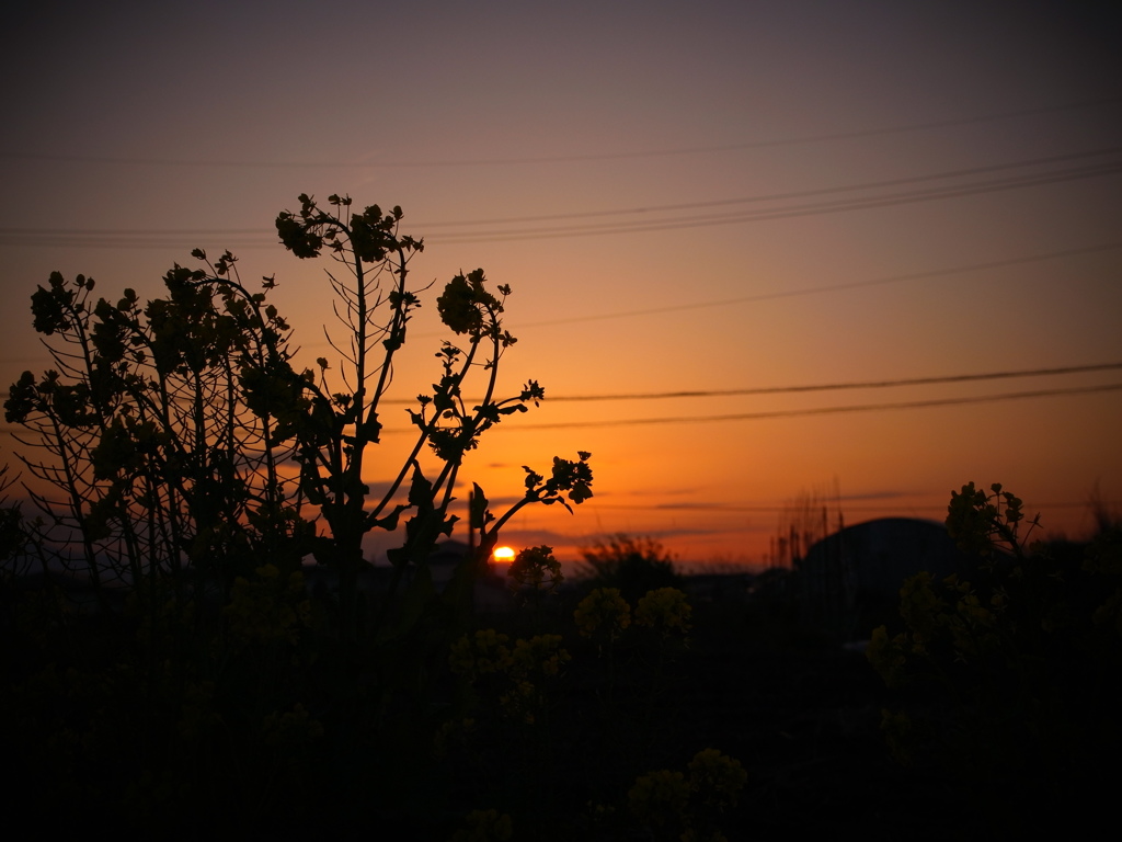 菜の花畑に入り日薄れ