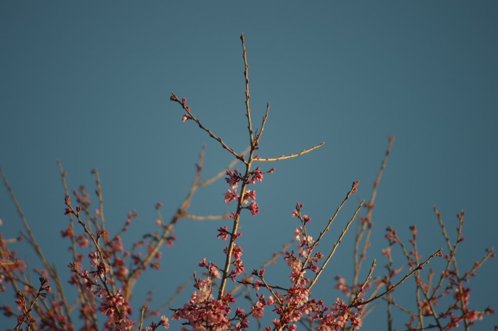 五時の陽に　照らされ染まる　早桜