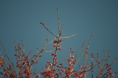 五時の陽に　照らされ染まる　早桜