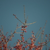 五時の陽に　照らされ染まる　早桜