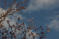 大美和の寒桜