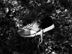 BROOKSの森　　CX4